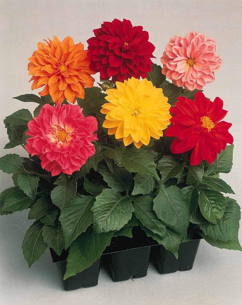 Dahila Top Star Flower Seeds